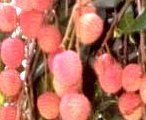 Shahi Lichi