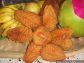 Chhath Pooja