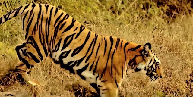 Bihar and Jharkhand News Service: Man-eater tiger dodges hunter, flees with  goat bait