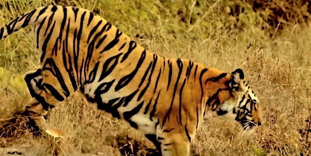 Bihar and Jharkhand News Service: Man-eater tiger dodges hunter, flees with goat bait Bihar and Jharkhand News Service: Man-eater tiger dodges hunter, flees with goat bait